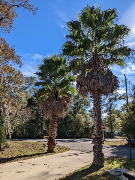 Canopy Tree Care
