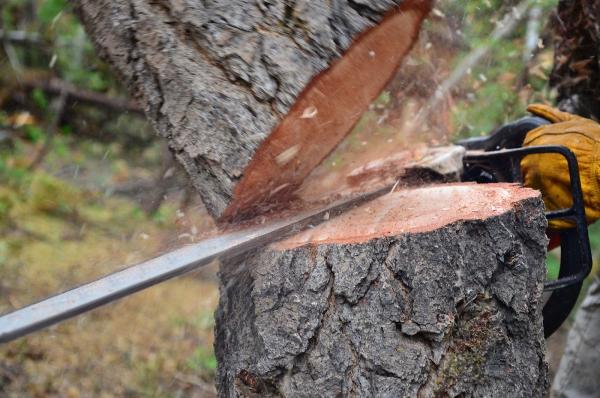 Ultimate Lawn Care and Tree