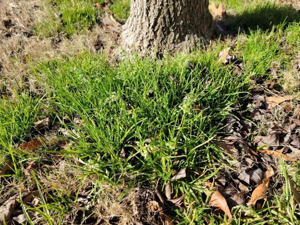 Jamison Pest and Lawn