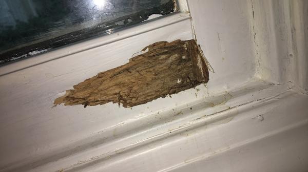 Jamison Pest and Lawn