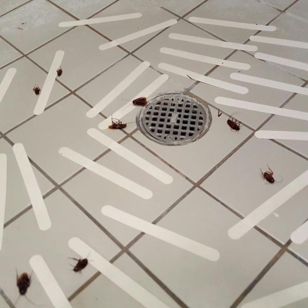 Five Star Pest Control