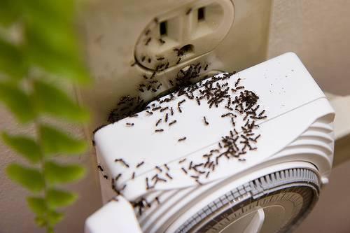 Five Star Pest Control