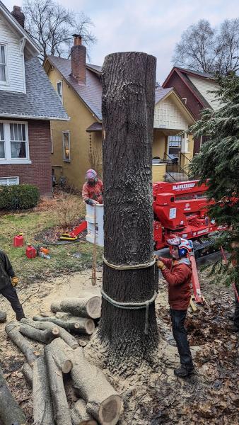 The Blankenship Tree Service