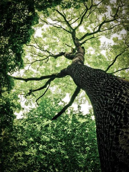 Stonewall Tree Service Fayetteville