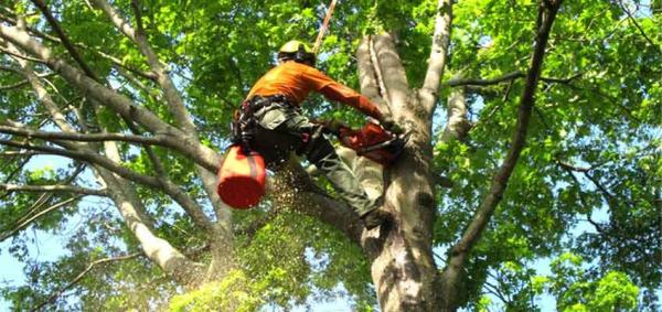 Bob Koch 215-Cut-Tree