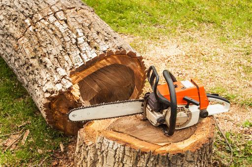 Bob Koch 215-Cut-Tree
