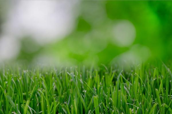 Salt Lake City Lawn Care Services