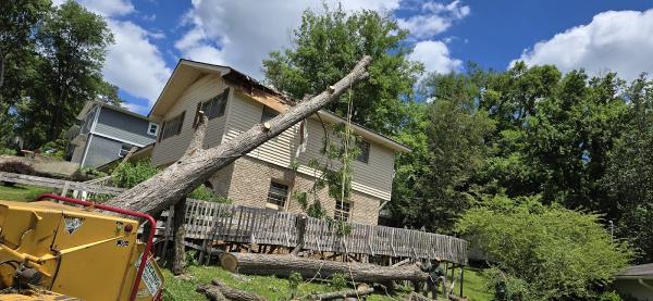 Mejicanos Tree Care