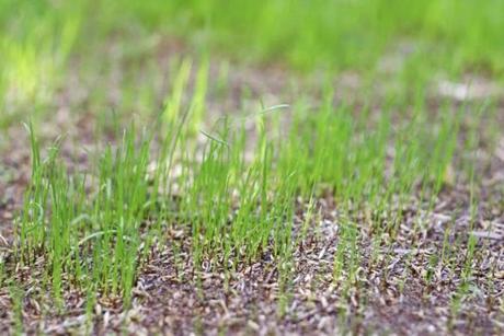Curb Appeal Lawn Care