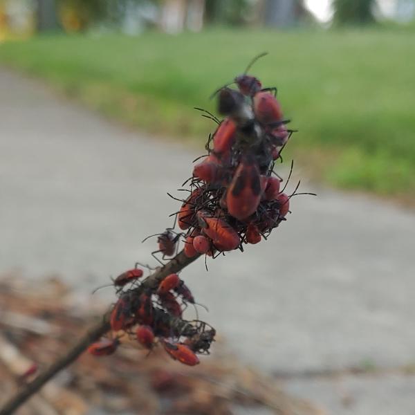 S&S Pest Control