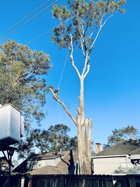 Mudge Tree Service
