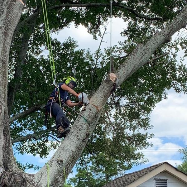 Mudge Tree Service
