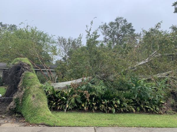 Mudge Tree Service