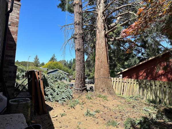 Single Line Tree Care