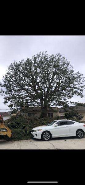Ralph's Tree Services