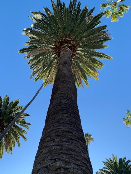 Divine Design Tree Management