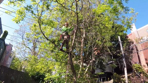 Tree Tech NYC