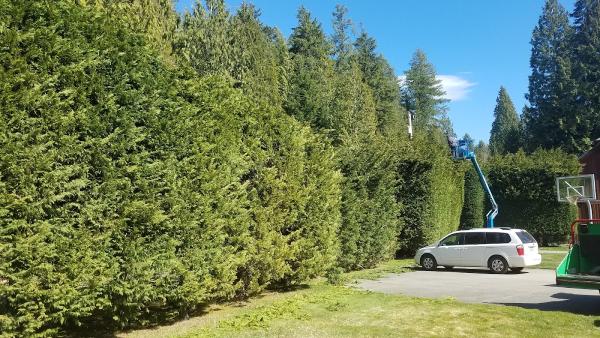 Lineage Tree Care LLC
