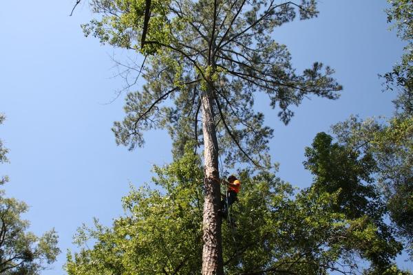Black Creek Tree Co.