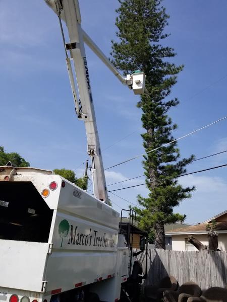 Marco Tree Service