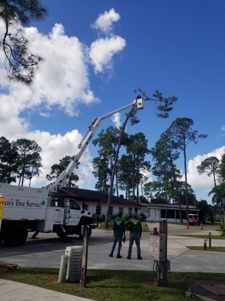 Marco Tree Service