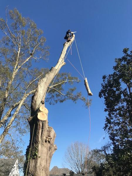 Risk Tree Service