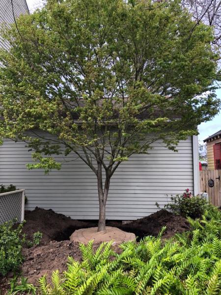 Risk Tree Service