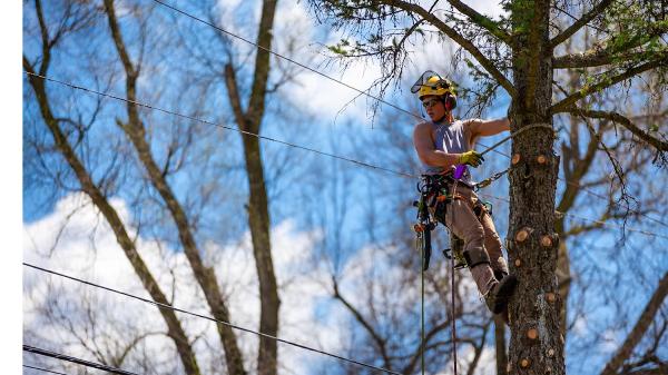 Upper Cut Tree Service