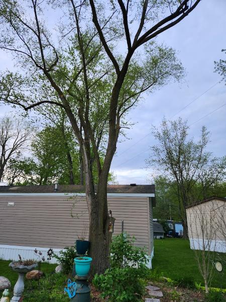 Upper Cut Tree Service
