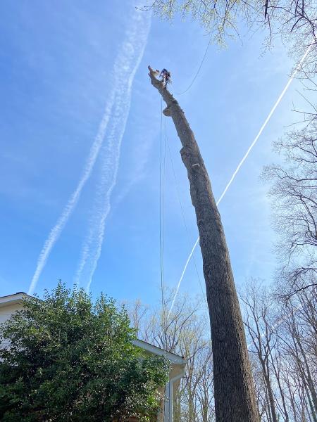 SL Tree & Outdoor Services
