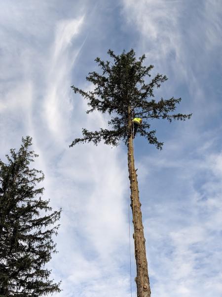 R & D Tree Services