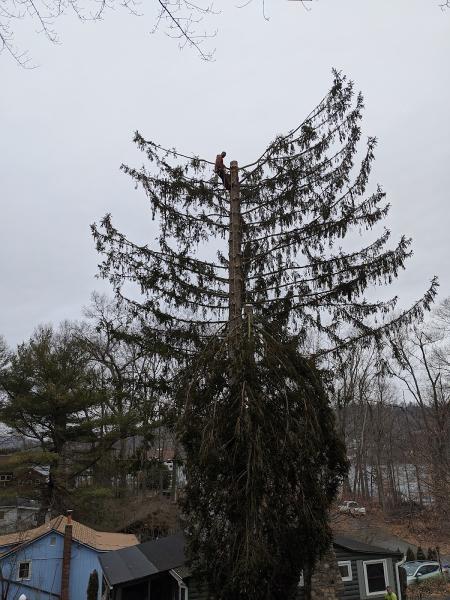 R & D Tree Services