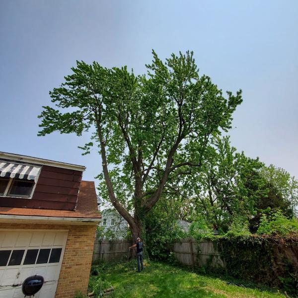 Buffalo Tree Service