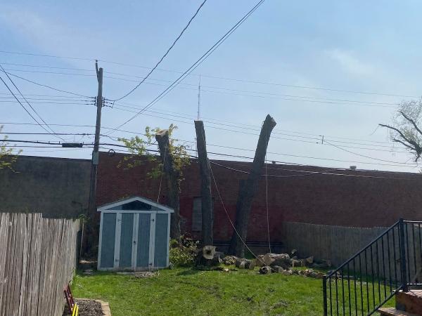 Buffalo Tree Service