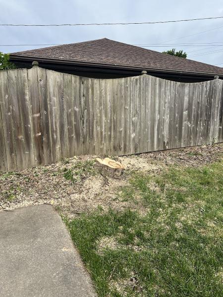 Buffalo Tree Service
