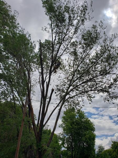 Weber Davis Tree Service
