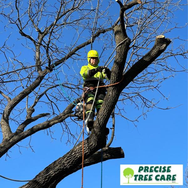Precise Tree Care