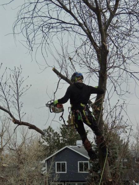 Tanglewood Tree Service
