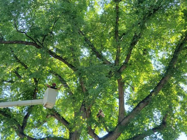 Tanglewood Tree Service