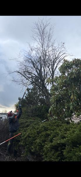 Deep Roots Tree Service