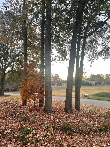 Tanner's Legendary Tree Service