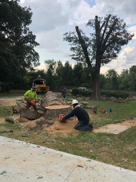 Quiroz Tree Service