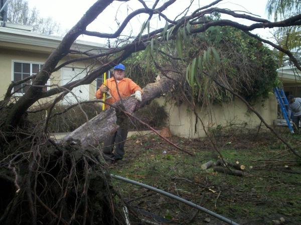 George's Tree Services