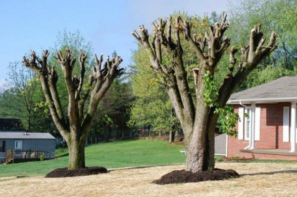 George's Tree Services