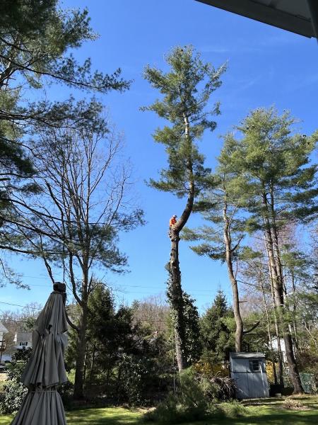 Advantage Tree Service