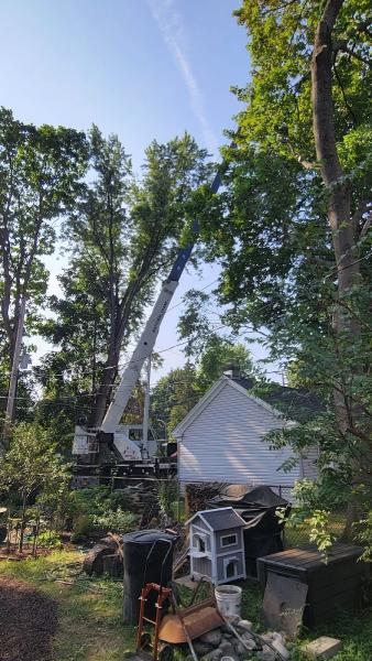Advantage Tree Service