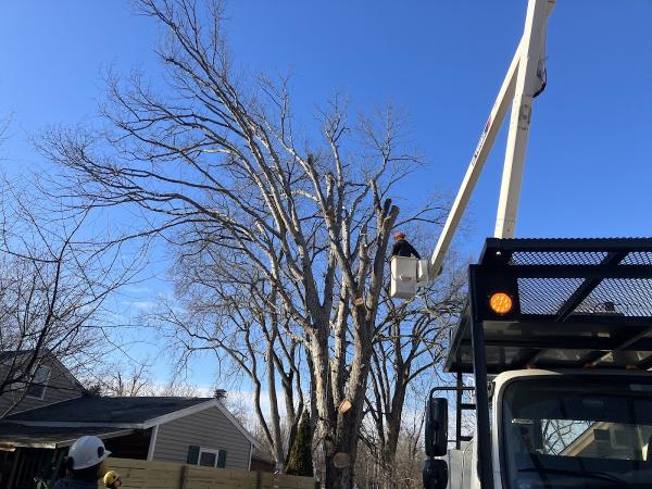 Advantage Tree Service