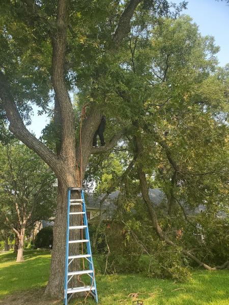 Texas 5 Tree Service