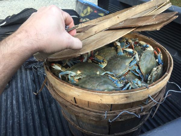 Complete Crawlspace