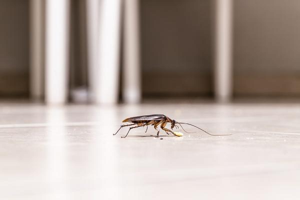 CTL Pest Solutions